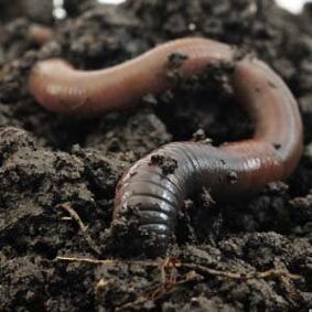 Rain worms to raise members