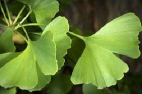 Ginkgo Biloba leaves penis growth