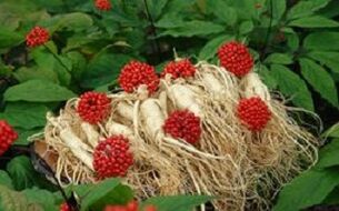 Ginseng increases blood flow to the penis
