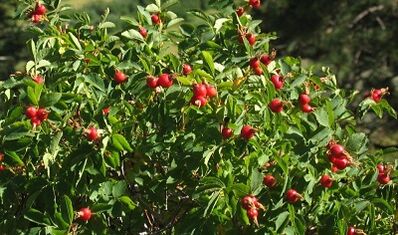 Rosehip to improve penis