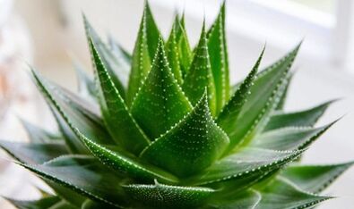 The use of aloe vera to enhance members