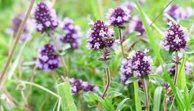 thyme to raise members